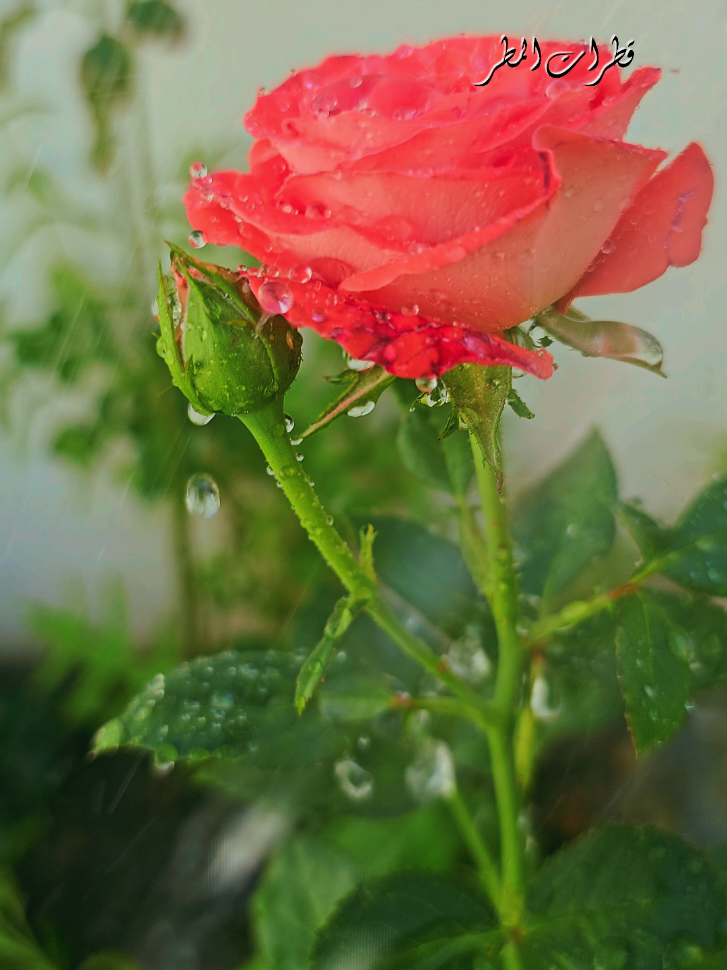 تزهر الروح بوجود الارواح اللطيفة التي تجعلك تبتسم رغم تلك الاشياء الموجودة بداخلك    مساء النور 🌹 ##مساءكم_جميل_كجمال_قلوبكم #مساء_الخير #ستوريات_متنوعه #ستوريات #اكسبلور #اكسبلوووور #فوريو #اكسبلوررررررررر #لايك_فولو #فوريو #اكسبلورررررررررررررررررررر #لايك #السعودية #تصويري #تعليق #explore #explorer #foryou #fyp #foryoupage #فوريو_foryo #fyppppppppppppppppppppppp #fypage #like #saudiarabia 
