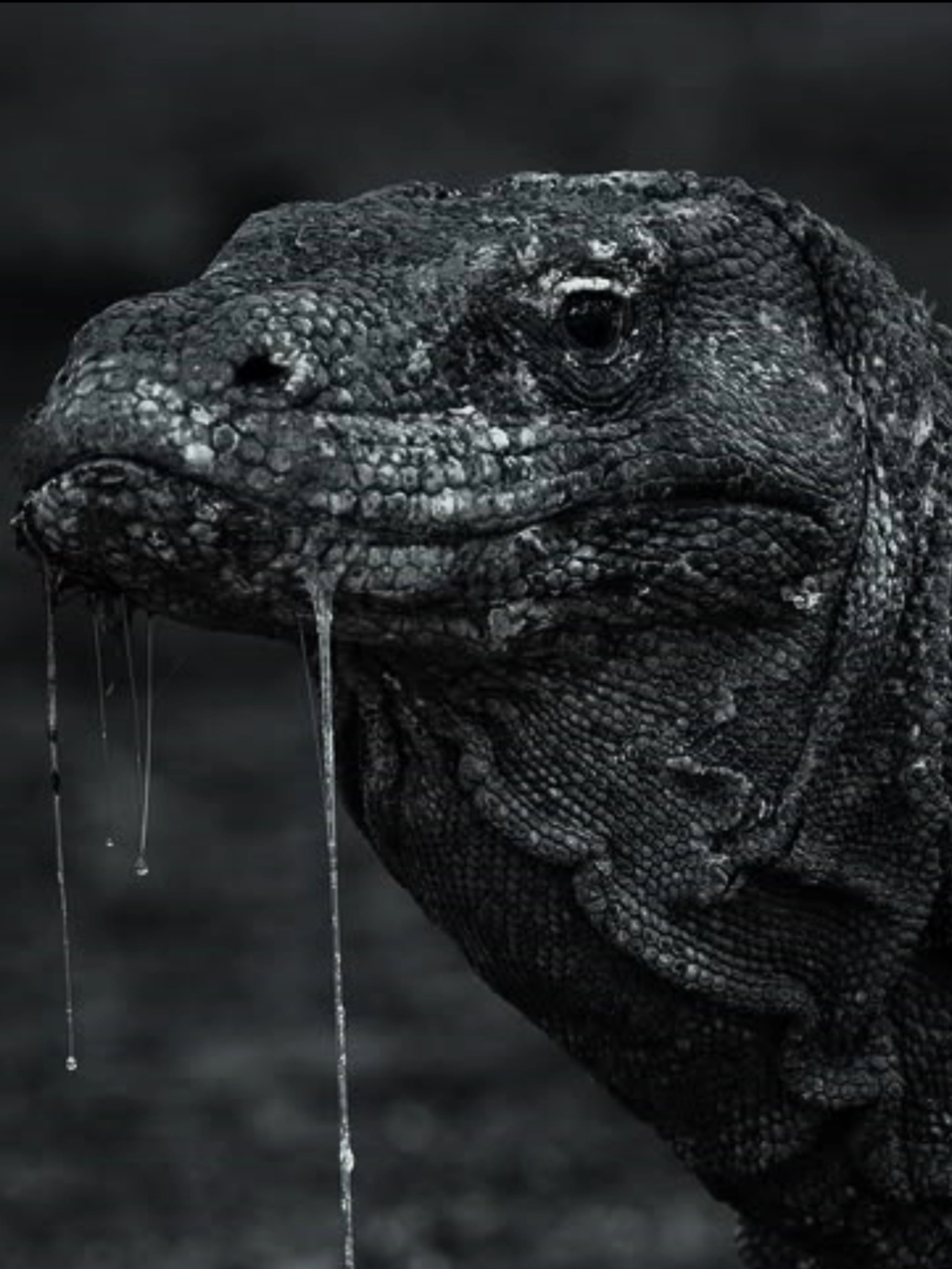 🐉🩸A caçada mais cruel da natureza: dragão de Komodo  #fyp #paravoce #DragãoDeKomodo #CaçadaMortal #PredadorSilencioso #NaturezaBruta #CuriosidadesAnimais #AnimalSelvagem #VideoInterativo #SelvaIndonésia #BatalhaSelvagem#fyp #paravoce #KomodovsCrocodilo #AnimalVsAnimal #BatalhaSelvagem #Comentaaí
