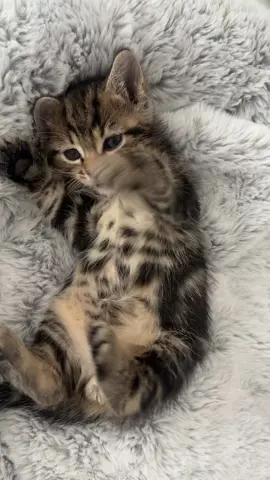 🤍  #fyp #foryoupage #kittycat #kitten #cats #pet #catsoftiktok #cute #Love #tiger #fy #soft #gentlelove #him 