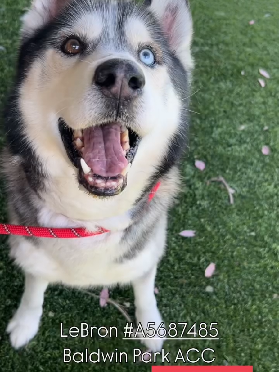 🚨🆘️LEBRON SENIOR OWNER SURRENDER ON EUTHANASIA LIST at Baldwin Park🆘️🚨 Gosh he's handsome!! 😍 who surrenders their loyal companion after 11 years??? 💔😭 he deserves comfortable bed, yummy food & unconditional love 🩵 not to be abandoned then killed!! 😭💔 LeBron #A5687485  Baldwin Park Animal Care Center (BPACC)  4275 Elton St, Baldwin Park, CA 91706   (626) 962-3577 Sat-11 am-5pm. Closed Sun . . . . . #seniorhusky #seniorshelterdog  #dogsondeathrow #sheltersurvivor #adoptadog #fosteradog #huskytok #dogoftheday #fosterlove #husky #siberianhuskylove #shelterdogsoftiktok  #rescueme #huskyworld #huskiesoftiktok #shelterdog #dogrescue #siberianhuskieslovers #huskiesoftiktok #adoptdontshop #huskylife #tiktokdog #husky #siberianhusky #dogsoftiktok #rescuedog 