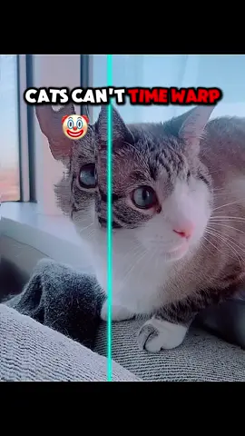 Cats Can’t Time Warp #troll #animal #cat 