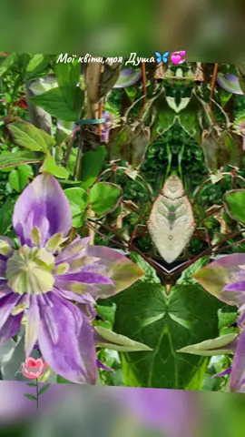 Мої квіти,моя Душа🦋💞