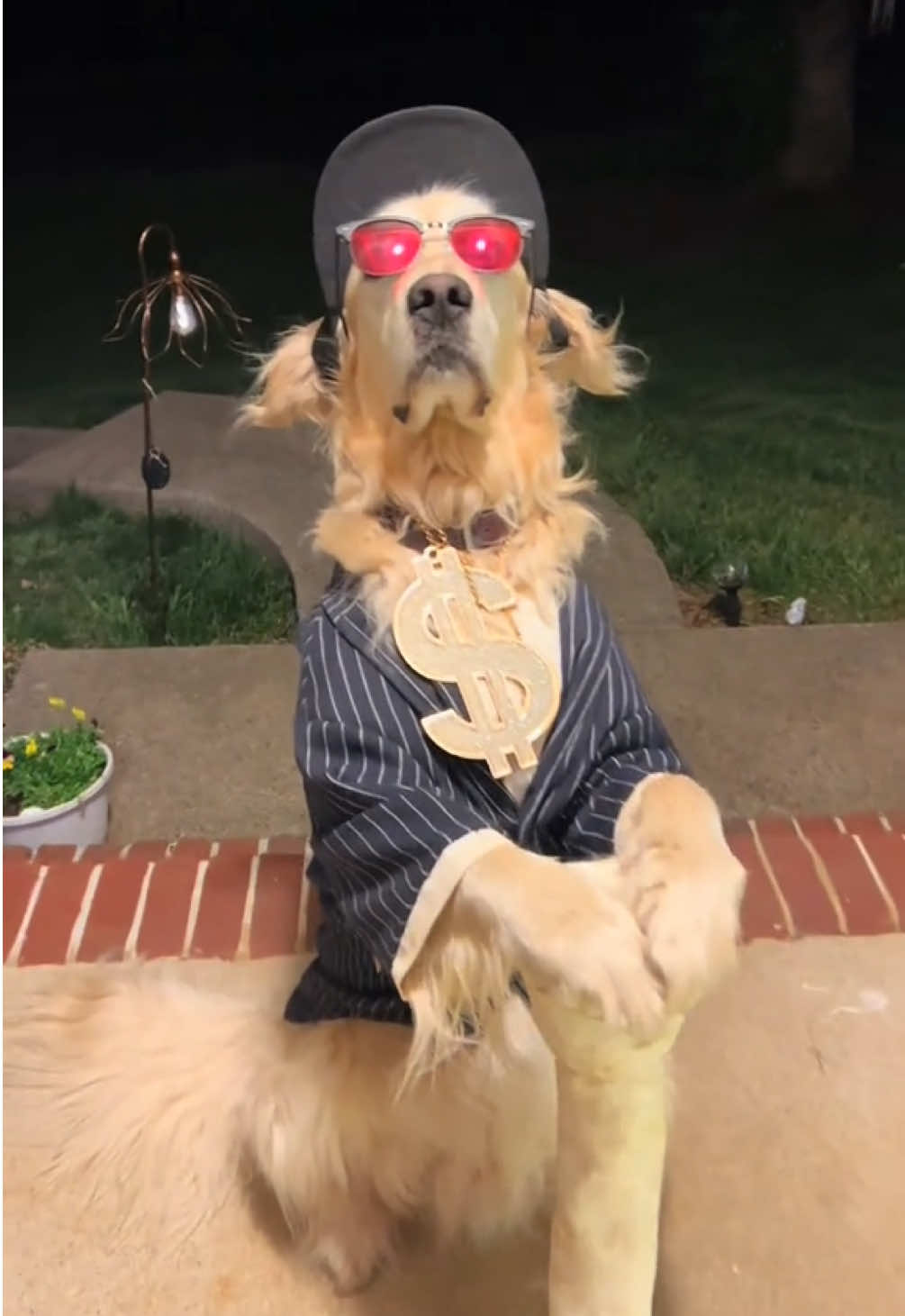 What a gentleman (song: ilyTOMMY - fine shyt) *unreleased* #ilytommy #fypシ゚viral #explore #explorepage #viralvideo #dog #tiktokviral #dogsoftiktok #doglover #pet #PetsOfTikTok #petlover #viralvideo #xyzbca #underground #meme #memecut #undergroundmusic #fypdongggggggg #fup #animals #funnyvideos #foryoupage #hoodtrap #jerk #tiktoker #tiktok 