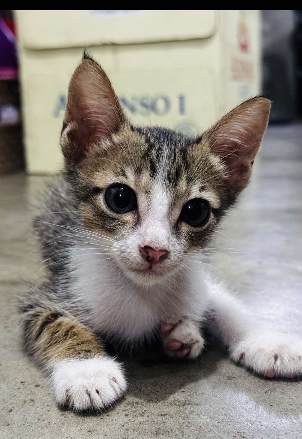 When kuya is trying to play but the answer is NO. #rescuecat #catwithdisability #paralizedcat #adoptdontshop #savestrays #pet #PetsOfTikTok #petlover #notoanimalcruelty 