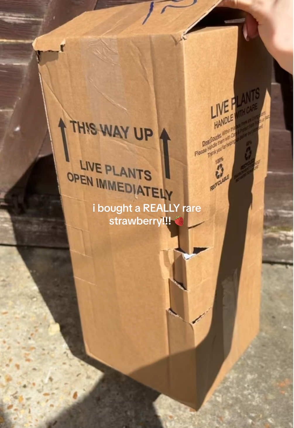 #pineberry #strawberryplant #strawberryunboxing #rareplants #plantunboxing #fruitplant #gardeningtiktok #plantsoftiktok #gardenersoftiktok #growyourownfood #kitchengarden #ediblegarden #planthaul #plantgirl #plantmom #greenhousegirl #selfsufficientliving #homesteadlife #growyourgarden #allotmentlife #gardenblogger #plantcaretips #gardenlife #cozygarden #satisfyingunboxing #naturevibes #aestheticgarden #gardencore #gardeningaesthetic #planttiktok #berryplant #pineberrystrawberry #plantlovers #fruittok #greenthumb #unboxingvideo #plantjourney #stressplants #runnersplant #plantprocess #howtoplant #plantdiary #gardeningtips #growwithme #cleanliving #springgarden #cottagecorevibes #lifestyleaesthetic #plantsofinstagram #gardentherapy #pinterestinspired #tiktokgardener #aestheticvideo #unboxingasmr #satisfyingvideo #cleanhouseaesthetic #cleanroomaesthetic #coquetteaesthetic #softgirlvibes #feminineaesthetic #slowmorningvibes #plantfamily #plantobsessed #imjustagirl #softlifestyle #smalljoys #simpleliving #softplantgirl #cleanaesthetic #cottagegarden #growathome #plantobsession #gardeninggoals #natureheals #ecoesthetic #pastelgarden #pastelaesthetic #pinterestgirl #pinteresthome #tealtales #plantupdate #plantgrowth #unboxwithme #firstlookplant #rareberry #plantcollector #plantinspo #coquette