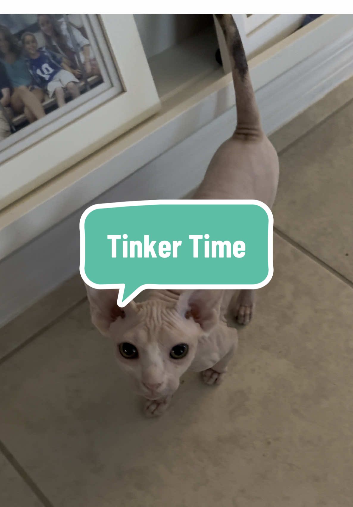 Little Miss Tinker is hoping your day has been squeakingly wonderful! Isn’t she so stinking adorable?!? We have kittens available to rehome now. Please DM us for more info. 🖤 @GunnerGuy #tinker #tbabies #kittensavailable #rehome #squeak #fy #fyp #fypシ゚ #foryou #sphynx #foryoupage #spyhynxtok #sphynxkitten #sphynxcat #floridasphynx #kitten #sphynxmom #orlando #disney #nuggets #sphynxoftiktok #catsoftiktok #kittensoftiktok #sphynxkitten #cat 