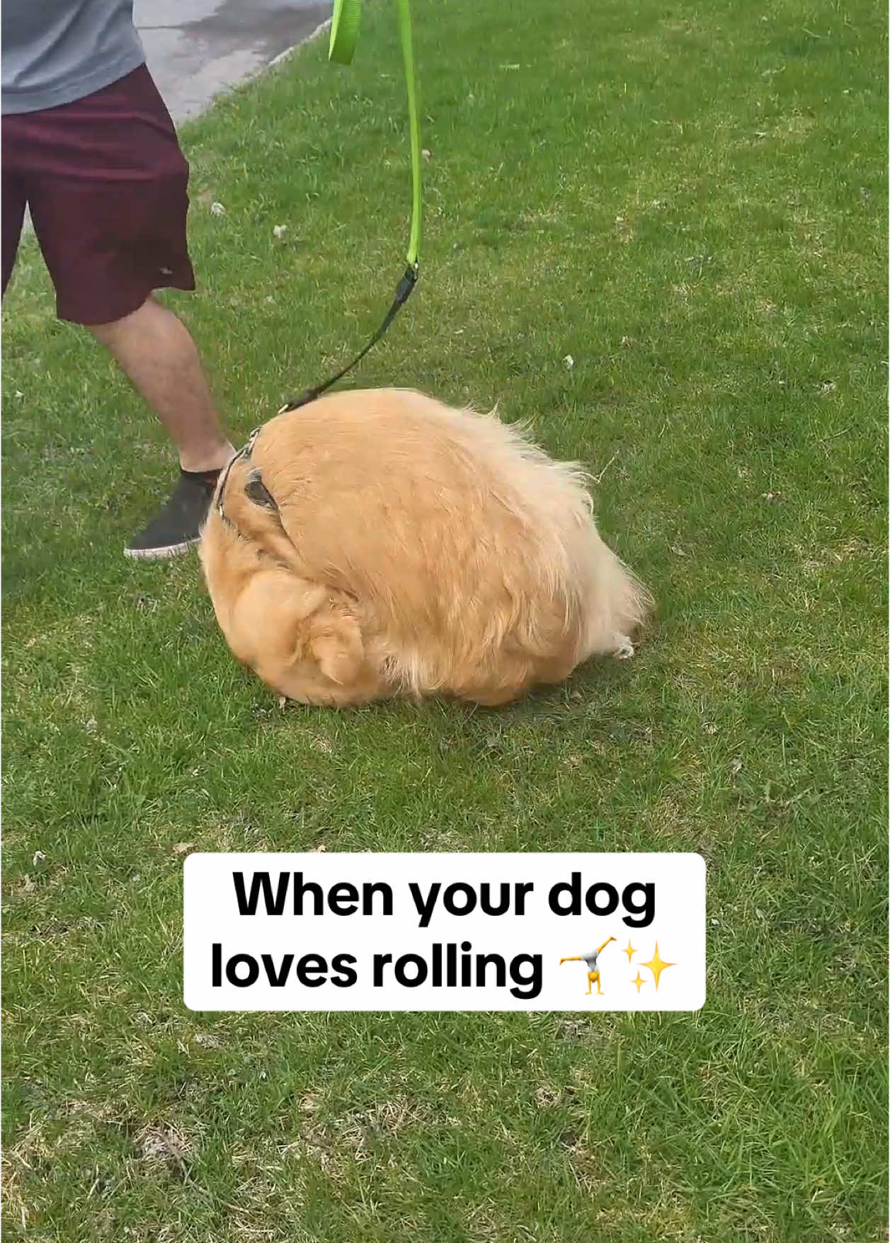 Fresh Butter rolls 🤸✨ 10/10 perfect form 🙌 🎥: @Butter rolls 🤸‍♂️✨️  #goldenretriever #goldenretrieversoftiktok #goldensoftiktok 