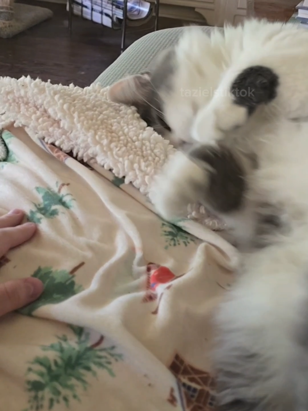 #cat #catsoftiktok #kitty #kitten #cats #fluffy #fluffycat #meme #catmeme #catmemes 