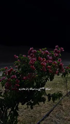 انت المهم 🫀