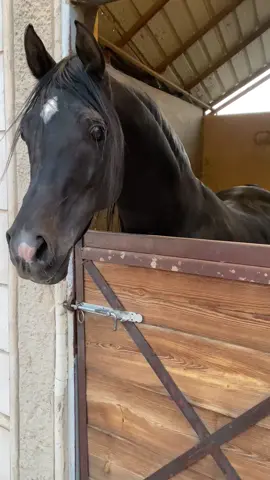 #مربط_نواصي_الجياد #خيل_حصان_فرس_مهره_خيول_امهار_العاديات #خيول_عربية_اصيلة #خيل_وخياله🐎 #مقاطع_خيل_فخمه #الخيل_عشق_لاينتهي🐎❤️ #خيل_وخياله🐎🖤ماشاءالله #اللهم_صلي_على_نبينا_محمد #جستس #فرسان_الخيل #خيل #كاسر #مصر #خيل_وخياله🐎🖤ماشاءالله_اللهم_بارك🧿♥️ #اقتباسات #المغرب🇲🇦 #اكسسسسسبلورررررررر♥️♥️ #مشاهير_تيك_توك_مشاهير_العرب #هشتاقات 