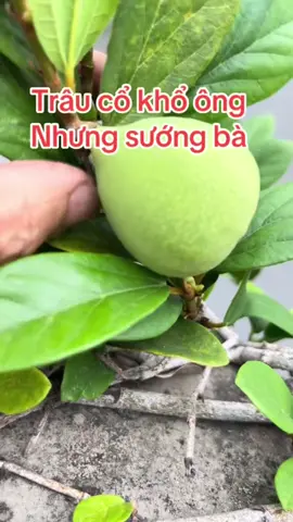 #tầng4mườngthanh #thaoduocdantoc #thaoduoc 