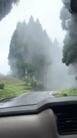 Foggy way to Darjeeling  #Fyp  #Fog  #sajanrajvaidya 