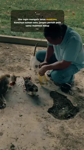 ini kucing jalanan yang kami pelihara dan rawat #CapCut #kucing #kucingjalanan #kucinglucu 