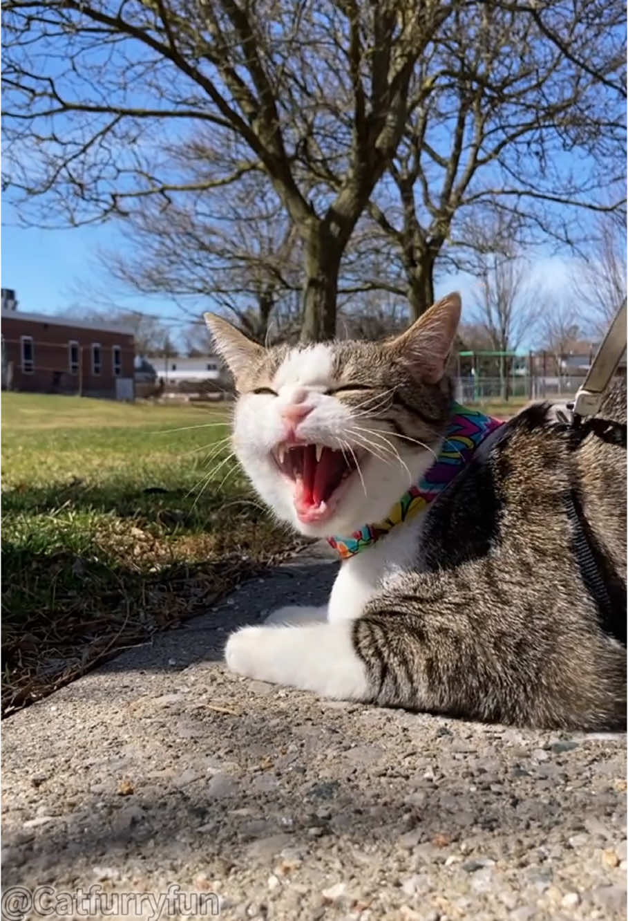 My cat got attitude problem😂😅😅😅#cat#catlover#catsoftiktok #catvideo #angrycat #sassycat#spicycat#cattitude #funnycat#fyp