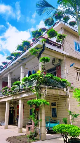 #bonsai  hoa giấy 