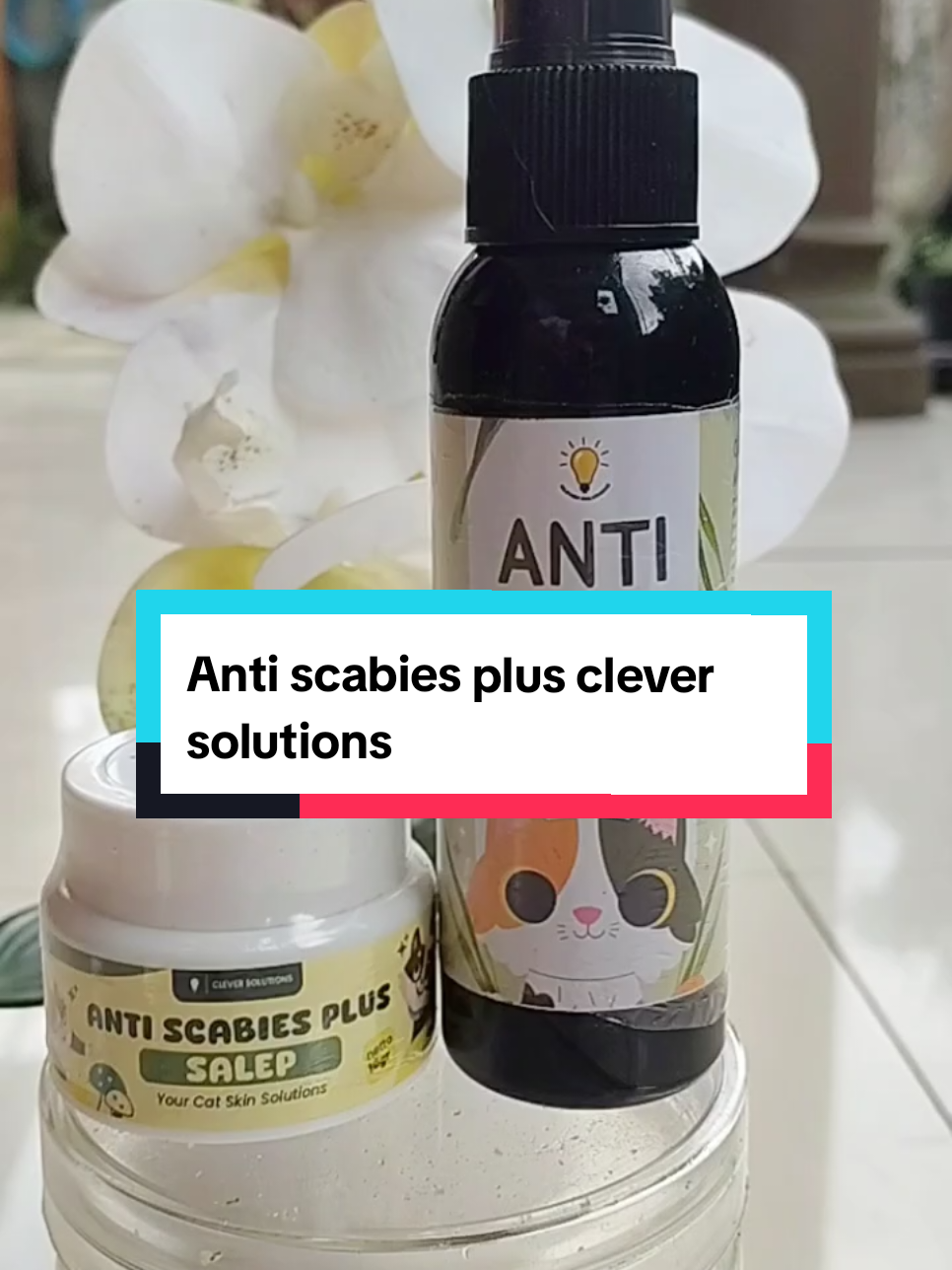Jamur kucing dan kucing jamuran, atasi aja dengan anti scabies plus clever solutions, ini efektif untuk mengatasi jamur dan scabies anabul, aman terjilat oleh kitten maupun kucing dewasa #jamurkucing #kucingjamuran #scabies #antiscabiesplus #cleversolutions 