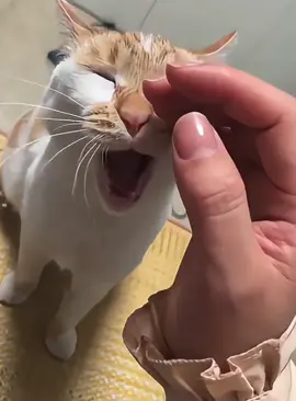 Cat’s powerlessness 😿#cat #cats #fyp #Funnycat #funnyvideo #usa #foryou #catsoftiktok #catlover 