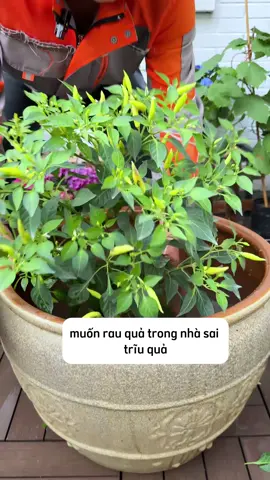 Muốn cây sai quả, phải biết 4 mẹo thúc trái này! #japibio #damcaamino #damca #trongrausach