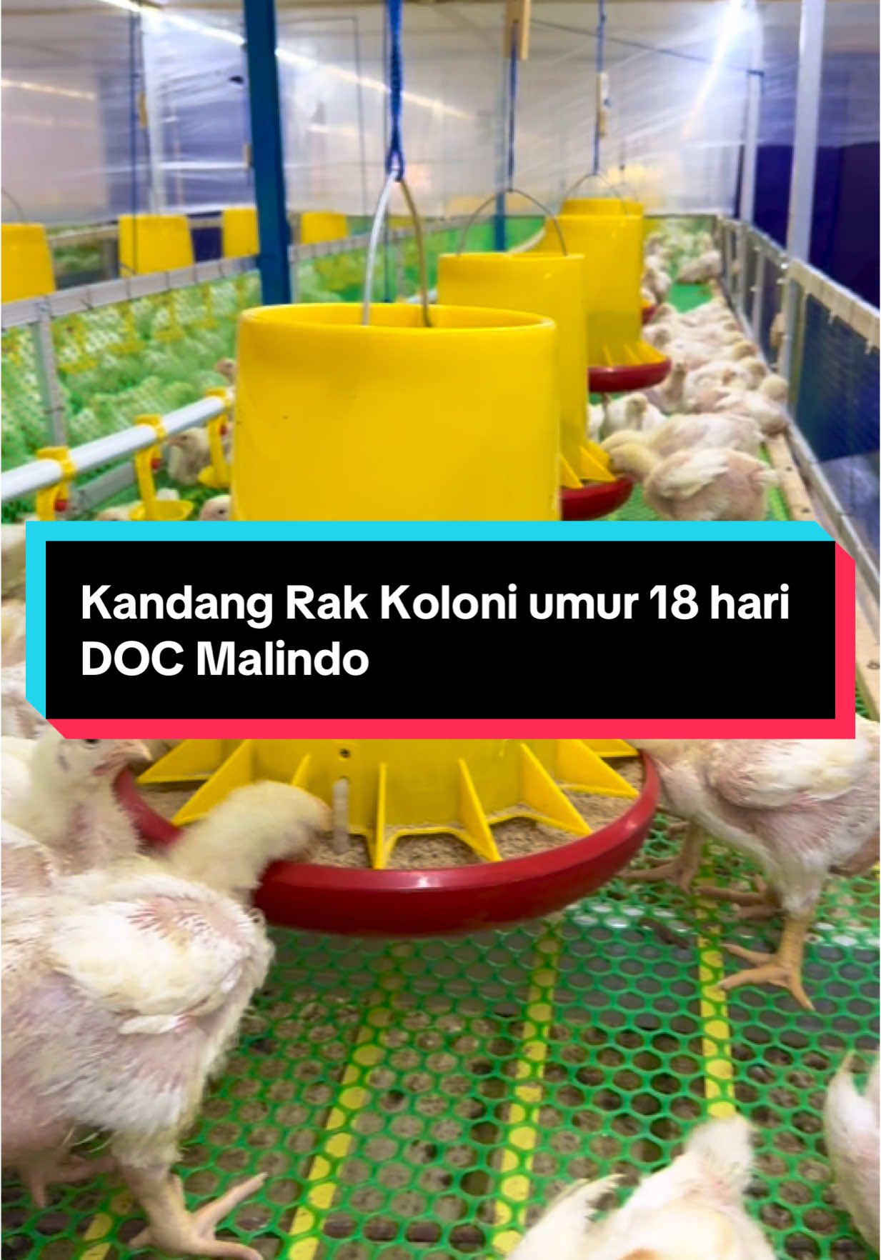 Kandang Rak Koloni umur 18 hari DOC Malindo. #semuaorang #peternakayamboiler #closehousefarm #broilerfarm #peternaksulawesi #peternaktakalar #pejuangfcr #peternakayam #peternakayam #peternakindonesia #bukitberkahfarm #malindofeedmilltbk #tiktok #fyptiktok #tiktokviral #makassar #bugis #galesong #CapCut