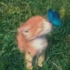 #CapCut Ocean Eyes #Vlog #minivlog#dreamfilter#dreamy#ghiblivibes #ghibli #japan #japanvibes #fyppppppppppppppppppppppp #fypberanda #fyptrend #retro #capcut #templatecapcut #dreamyfilter #template cr video from pinterest and tiktok 