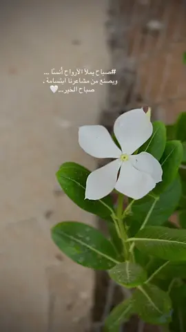 #اكسبلورexplore #صباح_الخير #اكسبلور 