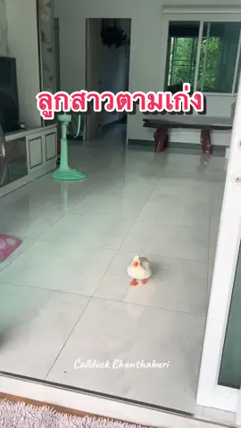 #น้ำหนึ่ง ลูกสาวตามเก่งจริงๆ เลย 🥰😍อยากมีลูกน่ารักๆ ทักมาได้นะก๊าบ ยินดีให้คำแนะนำจ้า🐥🐥#คอลดั้กจันทบุรี #callduck #สัตว์เลี้ยงน่ารัก #เป็ดการ์ตูน #animals #สัตว์เลี้ยง #คอลดั้ก #fypシ #ก๊าบๆๆๆ #สัตว์เลี้ยงtiktok #เป็ดสวยงาม #เป็ดคอลดั๊ก #สัตว์โลกน่ารัก #ลูกเป็ด 