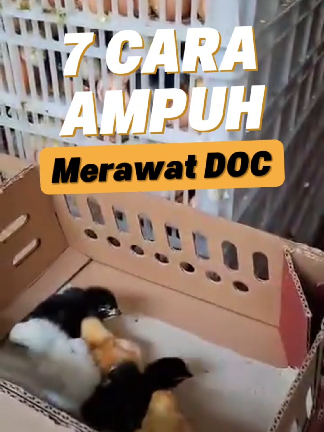 7 cara merawat DOC yang ampuh agar bisa sehat dan kuat hingga panen  #jember #ternakbalap #ternakayam 