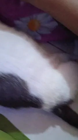 Terserah kamu lah kucing yang penting aku sayang kamu kucing