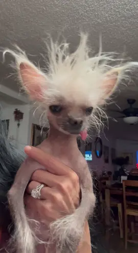 #mrpumpernickel #chinesecrested #hairlessdogs