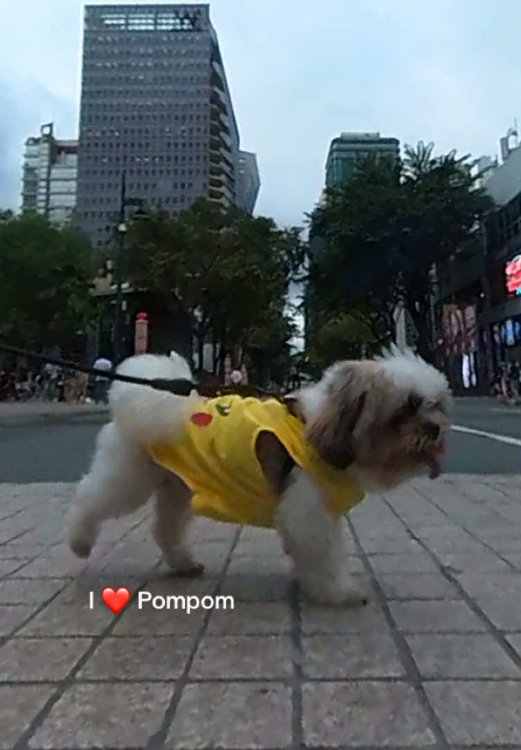 Happy baby ❤️ #pompomtheshihtzu #shihtzusoftiktok #chimken #pompom #shihtzu 