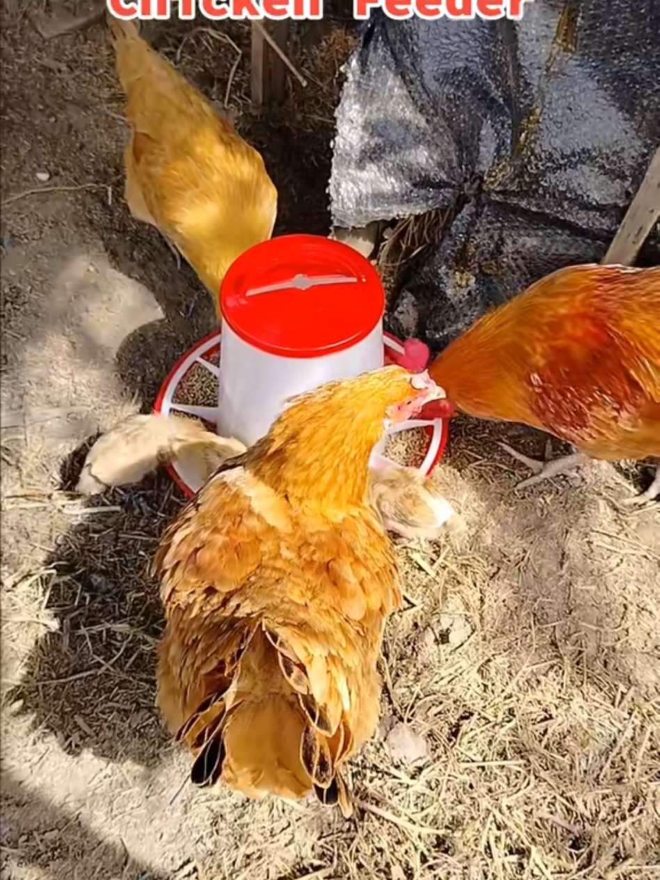 #onthisday KUNG PALAGI KANG UMAALIS AT NAIIWAN MO ANG IYONG MGA MANOK, ITO ANG MAGANDANG MERON KA, #automaticchickenfeeder #chickenfeeder 