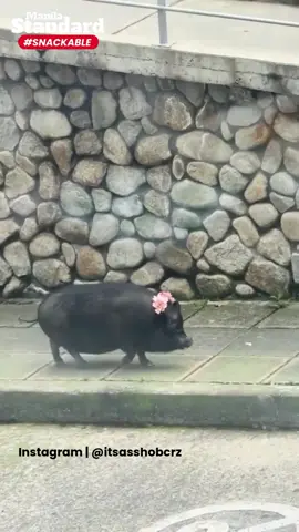 #MSSnackable | SOAFER PRETTYYY 🐽 🥰 Serving kontesera realness on all fours. 💅🐽 #fyp #foryoupage #viralvideo #PigTok #FarmFashionista #KalokohanSaTikTok #ConfidentPiggy #PetalPig #FunnyAnimalsPH #PigWalkOfFame #BloomingBabe
