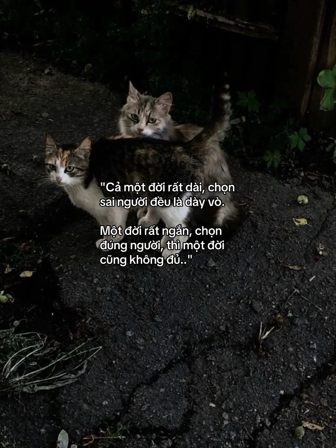 #Tiktok #xuhuong #fyp #story #viral #tamtrang #tinhyeu 