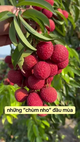 Vải này bẻ mới thích #quanglucngan #vaithieubacgiang #vaithieulucngan #lychee #荔枝 #vaithieu 