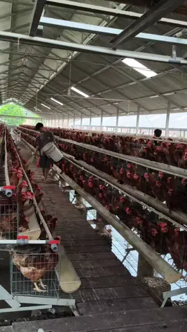 #masyaallahtabarakkallah #peternakan #peternakan #cigalumpitfarm #ayampetelurberkualitas #ayampetelurunggul #telorayam #ayampetelur #masyaallahtabarakkallah # #ayampetelurberkualitas #