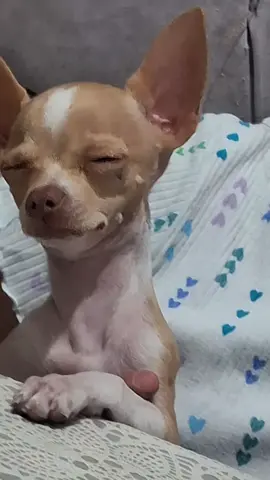 #chihuahua #quierellorarquierellorar #amorperruno🐶  Te amo tanto. ❤️🐶