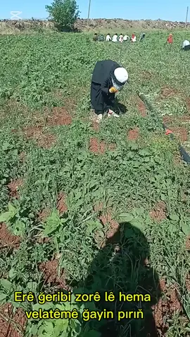💚❤️💛Heviyami jı Xudêyê.... sadecesen diyarbakir       
