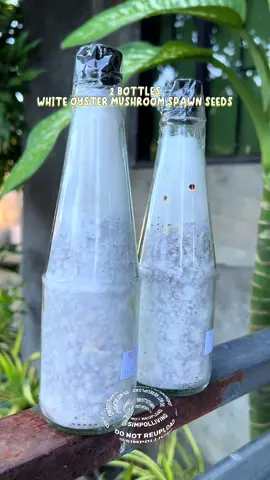 2 bottle oyster white mushroom spawn #mushroomspawn #mushroomseeds #oystermushroomspawn 