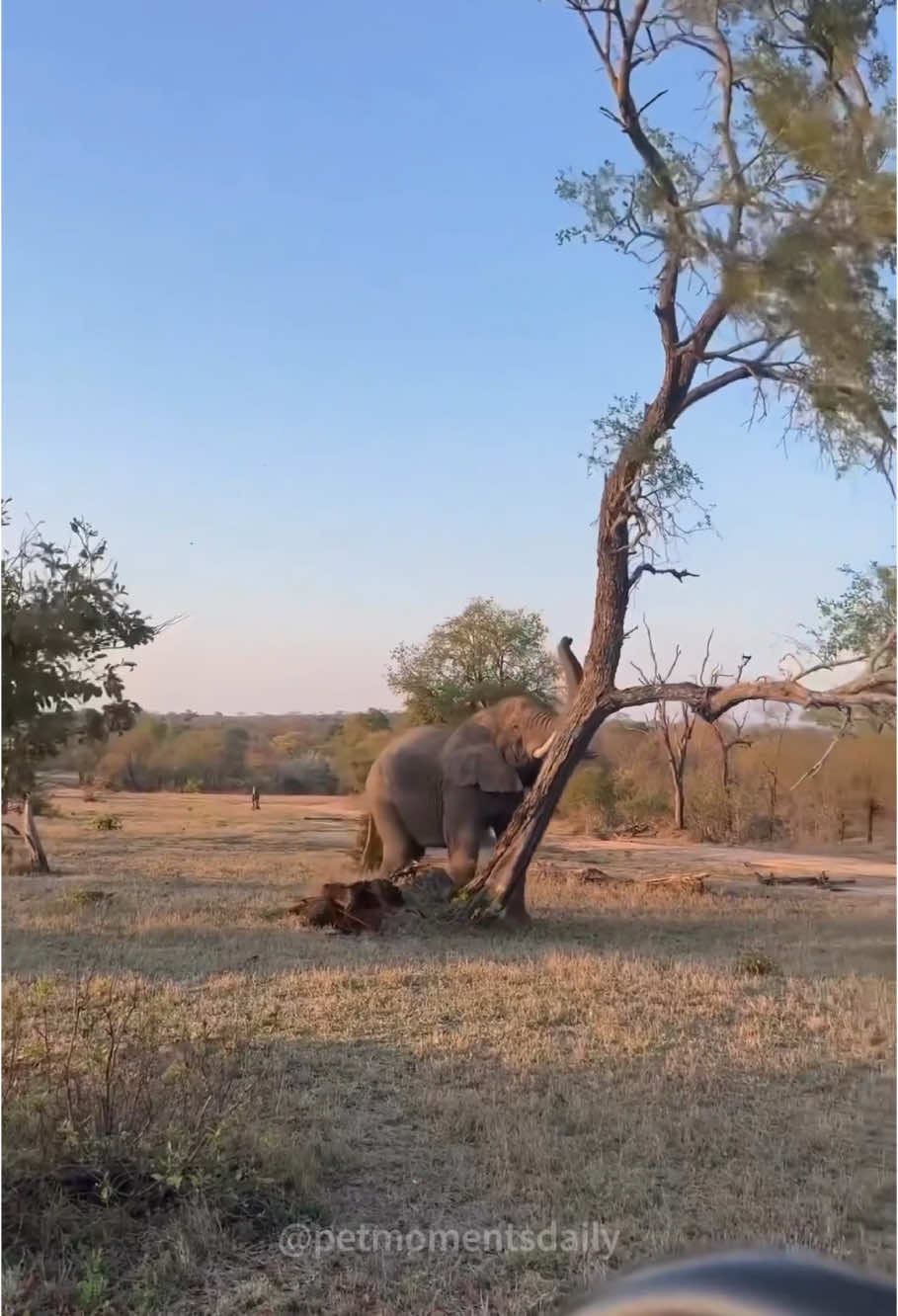 Who is the biggest animals in the world #funnyvideos #funnyanimals #elephant #wildlife #amazing 