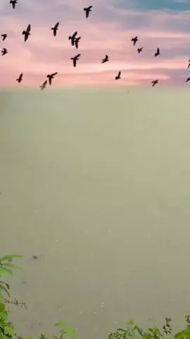 কোন ফাঁকে পালাইয়া গেলো পাইলাম নারে টের পাখিটা হইলো না আপন কপালের ফের ভাবের বুঝি অভাব ছিল তাই এমন প্রতিশোধ নিলো..