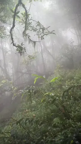 #hutan 