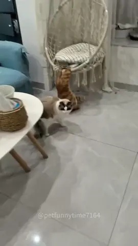 Cat:mommy,help me!#fyp #funny #poor #cats #fypシ #lovecat #catlover #catsoftiktok 