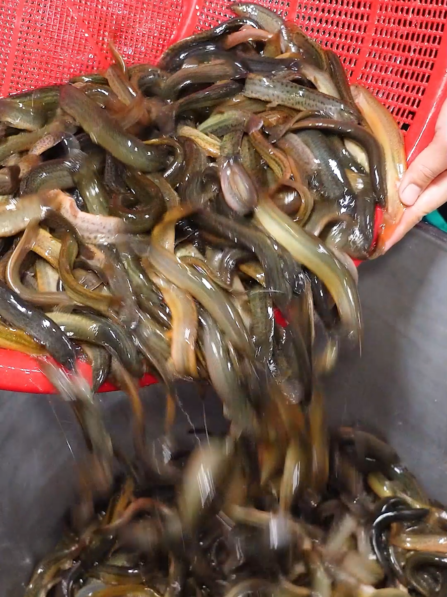 30년 전통! 하루 300그릇 넘게팔리는 안양 no.1 추어탕 Loach soup, chueotang #안양골목추어탕 #골목추어탕 #추어탕맛집 #추어탕맛집추천 #안양맛집 #loachsoup #chueotang #koreanfood #fishsoup 