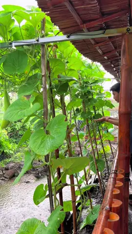 Mưa chiều quê em 💦💦#HươngĐiềnTràVinh #travinh #xuhuongtiktok #mưa