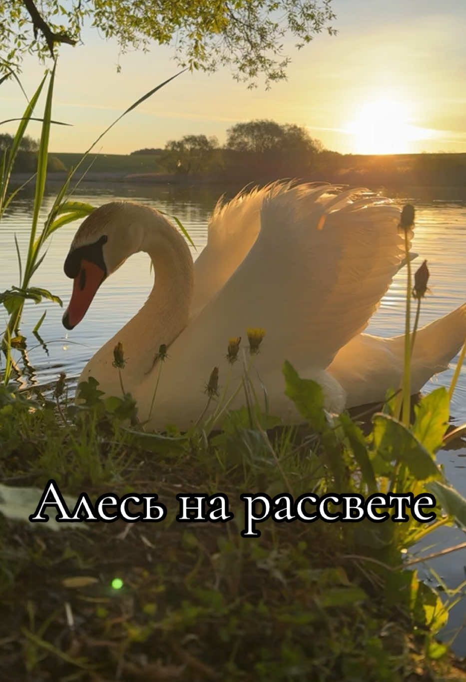 Наш любимка Алесь сегодня на рассвете.  #swan #лебедь #springtime #весна #сказочно #алесь #aaaminsk #утром #рассвет 