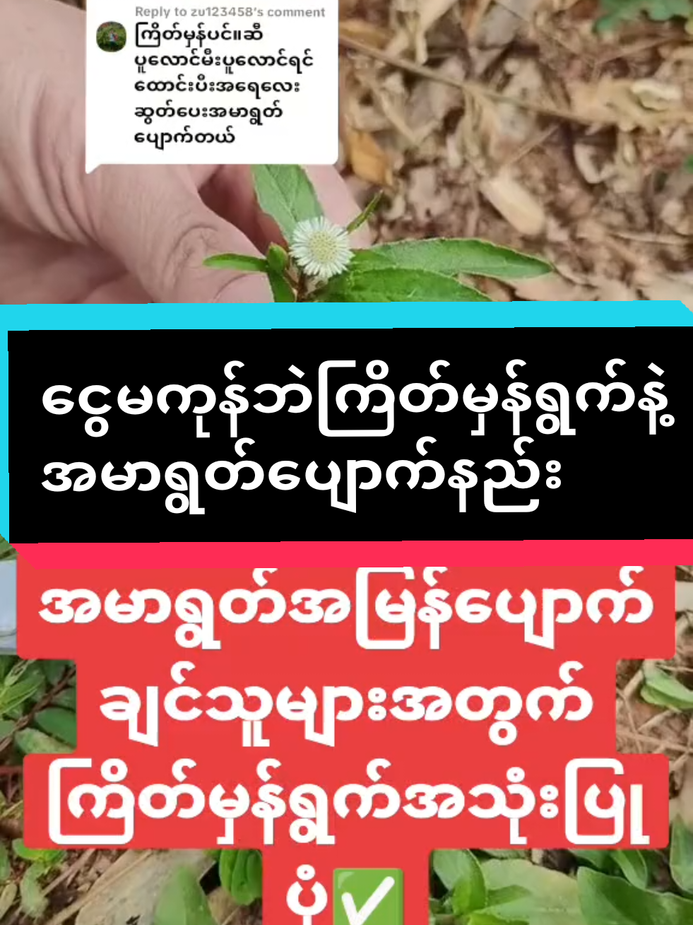 #ကြိတ်မှန်ရွက်နဲ့အမာရွတ်ပျောက်နည်း#အမာရွတ်ပျောက်ချင်သူများအတွက် #အမာရွတ်ပျောက်အမှုန့် #BQscrub #foryou #fpyシ 