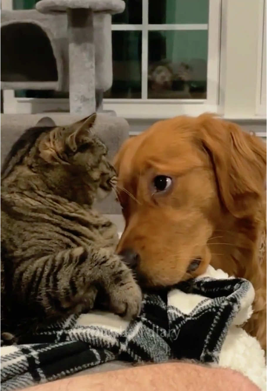 Cats bullying of dogs #dog #funny #dogsoftiktok #doglife #cat #funnyvideo #pets #foryou 