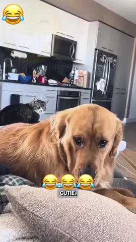 #funnyvideo #catsoftiktok #dogsoftiktok #voiceover #foryou #animals 