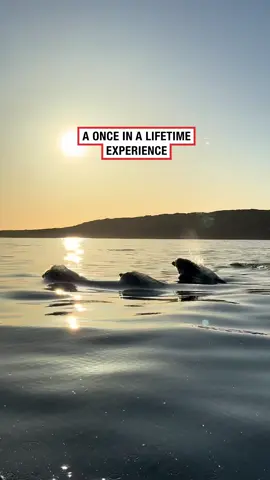 What a sight off the Mayo coast! ( @lisamarieot ) #fyp #tiktoker #viral #irishtiktok #ireland #irishhumour #video #videos #irish #funny