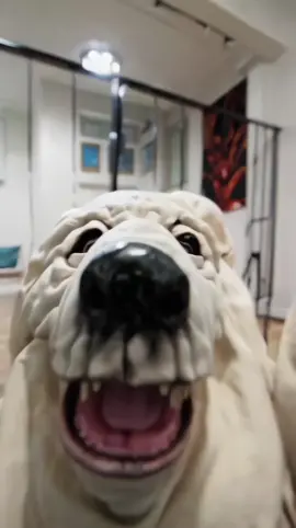 READY TO GO OUT #themutants #mutant #dogs #dogsoftiktok #creature #surreal #fyp 